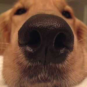 Meet your Posher, Christie